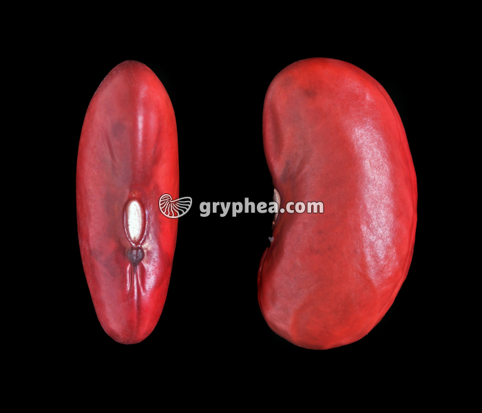 Haricot (Phaseolus vulgaris) - Graines (vue de face et vue latérale) - gryphea.org